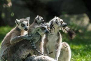 ring-tailed-lemur-6954076