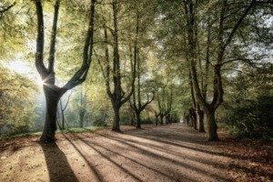 trees-sunrise-3796183