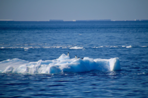 Explore Antarctica: A Luxury Guide to Experiential Antarctic Expeditions