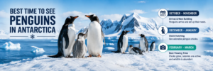 Explore Antarctica and Arctic with