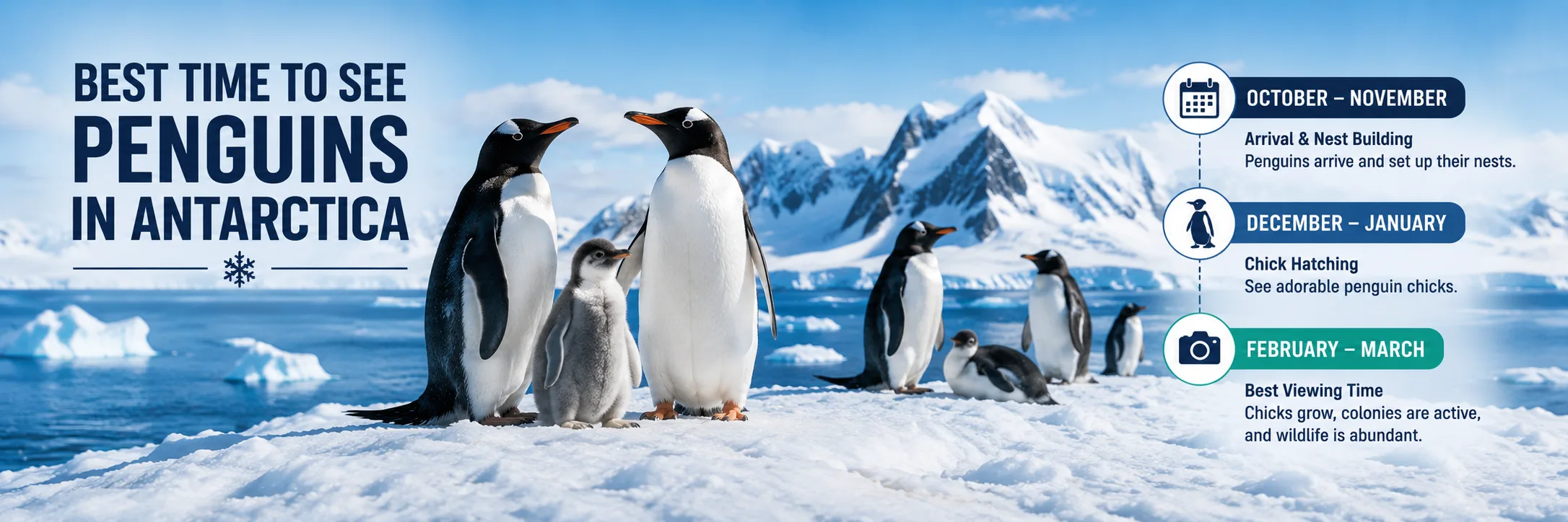Best Time to See Penguins in Antarctica Explore Antarctica and Arctic with